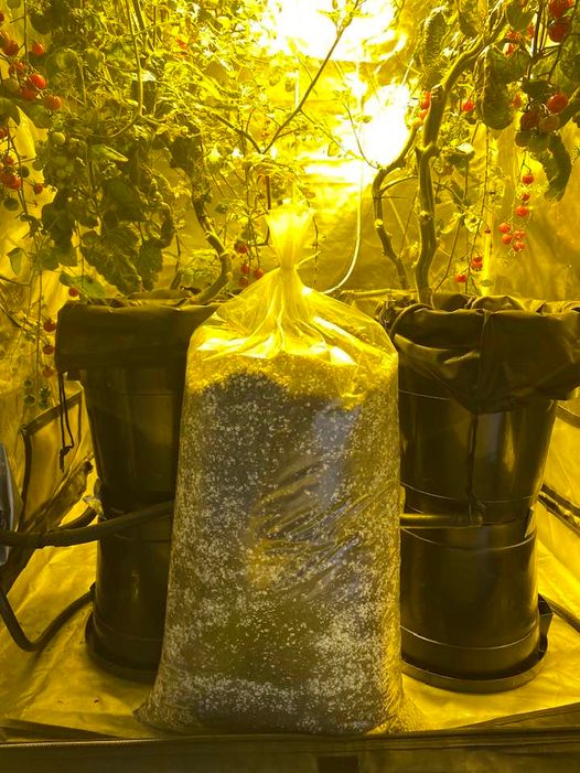 Coco Perl (50/50) Medium 50L