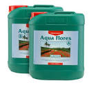 Canna Aqua Flores